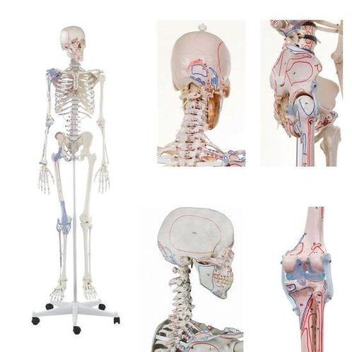 Anatomie model menselijk skelet met origo en insertie van..., Sport en Fitness, Overige Sport en Fitness, Verzenden