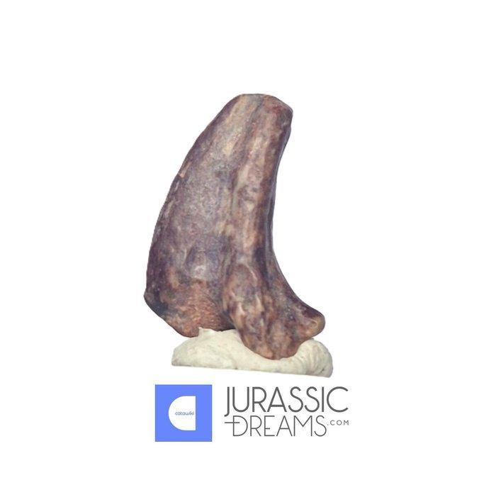 Gefossiliseerde klauw - Top Rare Potencial Ornithocheirid, Verzamelen, Mineralen en Fossielen