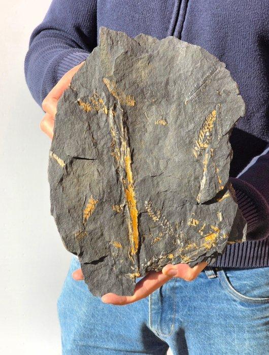 Varen - Gefossiliseerd dier - 30 cm, Verzamelen, Mineralen en Fossielen