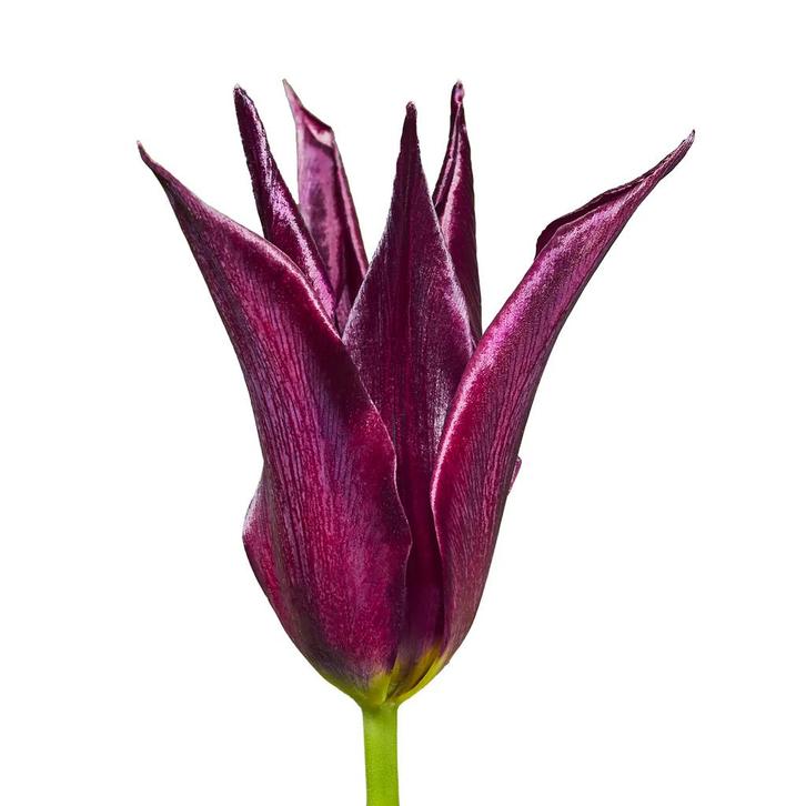 Bloembollen - 64 x Tulp Sarah Raven - donkerpaars, Tuin en Terras, Bloembollen en Zaden, Bloembol, Voorjaar, Volle zon, Verzenden