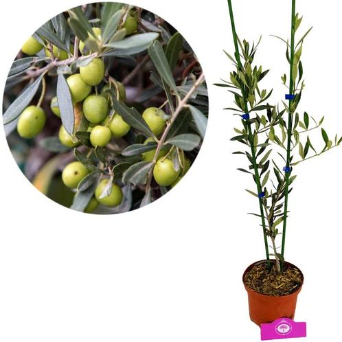 Olea europaea + pot 17cm, Tuin en Terras, Planten | Fruitbomen, Volle zon, Verzenden
