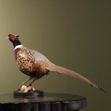 Fazant Taxidermie Opgezette Dieren By Max