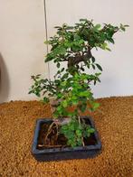 Japanese iep bonsai (Zelkova) - Hoogte (boom): 30 cm -, Antiek en Kunst
