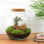 DIY Planten terrarium (met licht) - Teddy Bonsai - Ø 25 cm, Tuin en Terras, Verzenden