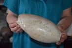 Zeeslak Zeeschelp - CYMBIUM GLANS (Zonder Minimumprijs), Nieuw