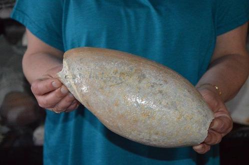 Zeeslak Zeeschelp - CYMBIUM GLANS (Zonder Minimumprijs), Verzamelen, Dierenverzamelingen