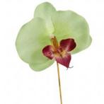 Bijsteker orchidee op stok l. Groen  Bijsteker orchi, Ophalen of Verzenden, Nieuw