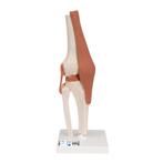Anatomie model knie, Nieuw