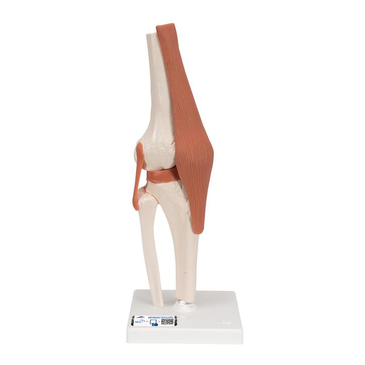 Anatomie model knie, Sport en Fitness, Massageproducten
