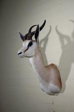 South African Springbok Taxidermie wandmontage - Antidorcas, Nieuw