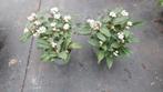 Viburnum daviddi sneeuwbal 40-50cm, Ophalen