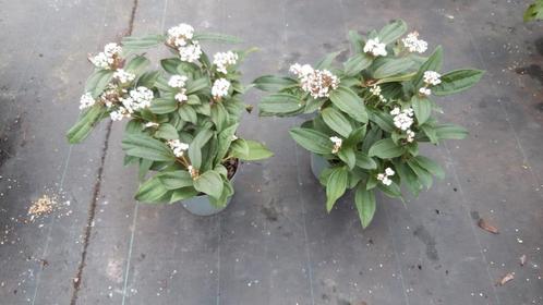 Viburnum daviddi sneeuwbal 40-50cm, Tuin en Terras, Planten | Struiken en Hagen, Ophalen