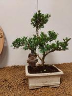 Japanese holly bonsai (Ilex crenata) - Hoogte (boom): 26 cm