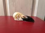 Grote kraai Vogelschedel - Corvus corax - 4 cm - 5 cm - 11.5, Verzamelen, Dierenverzamelingen, Nieuw