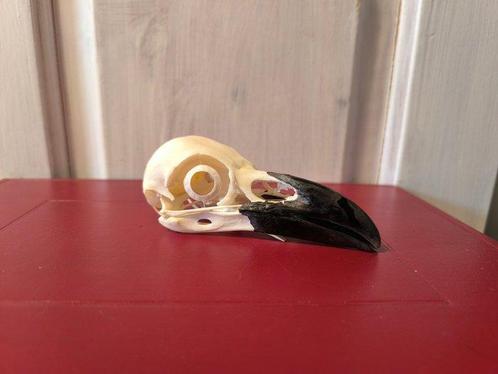 Grote kraai Vogelschedel - Corvus corax - 4 cm - 5 cm - 11.5, Verzamelen, Dierenverzamelingen