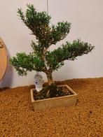 Palmboompje bonsai (Buxus sempervirens) - Hoogte (boom): 34
