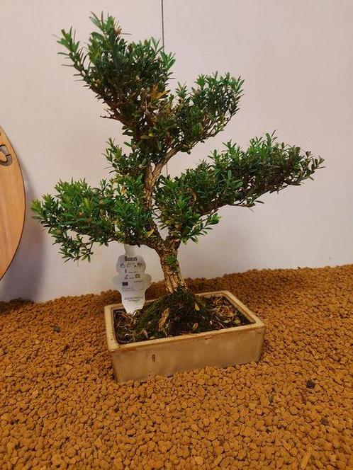 Palmboompje bonsai (Buxus sempervirens) - Hoogte (boom): 34, Antiek en Kunst, Curiosa en Brocante