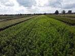 A-kwaliteit haagplanten diverse soorten 60 t/m 200cm, Tuin en Terras, Ophalen of Verzenden, Overige soorten, Haag, 100 tot 250 cm