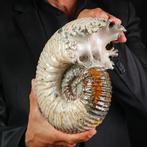 Fossiele Ammoniet Douvilliceras sp. – Madagaskar. - Fossiel, Antiek en Kunst