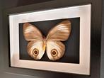 Vlinder Taxidermie volledige montage - Taenaris Urania, Verzamelen, Dierenverzamelingen, Nieuw