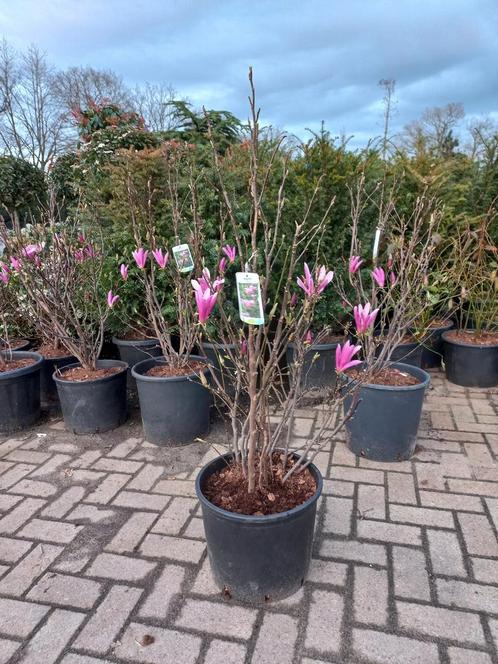 Magnolia Susan, Tuin en Terras, Planten | Struiken en Hagen, Ophalen