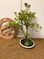 Azalea bonsai (Rhododendron) - Hoogte (boom): 52 cm - Diepte