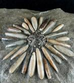 Fossiele zeester van hoge kwaliteit!!! - Pantser met, Verzamelen