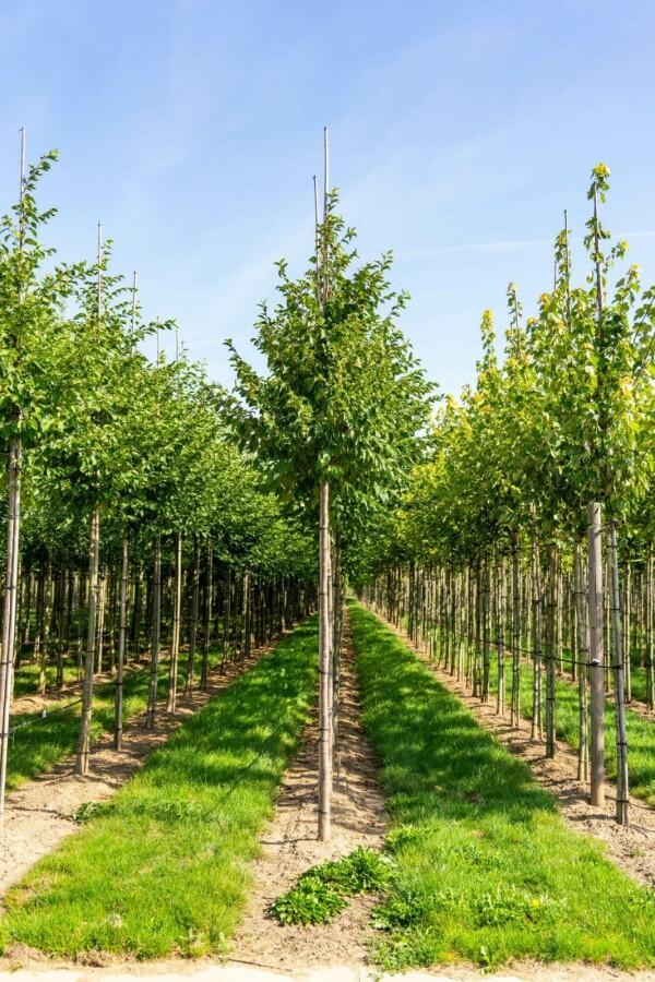 Celtis australis hoogstam 20/25, Tuin en Terras, Planten | Tuinplanten