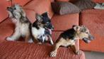 Lieve speelse puppys de hondjes zijn HEEL lief, Dieren en Toebehoren, Honden | Jack Russells en Terriërs, Parvo, Meerdere, Meerdere dieren