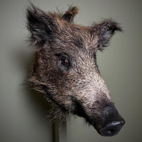 Wild Zwijn Klein Taxidermie Opgezette Dieren By Max, Verzamelen, Dierenverzamelingen, Opgezet dier, Nieuw, Wild dier, Ophalen of Verzenden