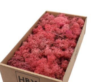 Rendiermos ijslandsmos pink/ oud roze +/- 500 gram, Hobby en Vrije tijd, Knutselen, Nieuw, Ophalen of Verzenden