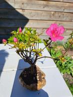 Azalea bonsai (Rhododendron) - Hoogte (boom): 15 cm - Diepte
