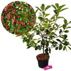 Photinia Fraseri Red Robin + Pot 19cm, Tuin en Terras, Verzenden