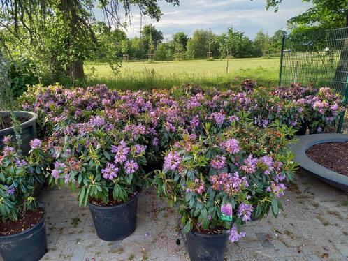 Rhododendron Catawb. Grandiflorum 70-80cm, Tuin en Terras, Planten | Bomen, Ophalen