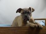Old English Bulldog pups | Gezonde type | Mogen direct mee!, Dieren en Toebehoren, Meerdere, Bulldog, 8 tot 15 weken, Meerdere dieren