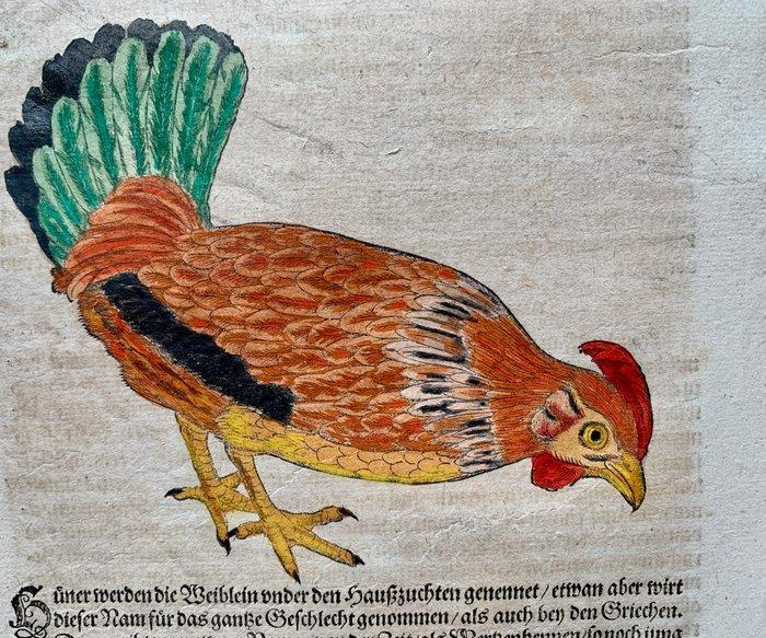 Conrad Gesner - Vogelbuch - 1598, Antiek en Kunst, Antiek | Boeken en Bijbels