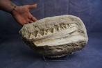 Spectaculaire kaak van Mosasaurus - Gefossiliseerde kaak -, Verzamelen