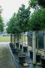 Arbutus unedo hoogstam