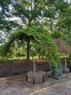 Carpinus Betulus Pendula beuk, Tuin en Terras, Planten | Bomen, Ophalen