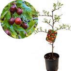 dadelboom Ziziphus jujuba Giuggiolo + Pot 22cm, Verzenden, Volle zon