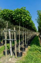 Catalpa bignonioides Nana bolvorm 12/14 150cm stam
