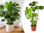 Gatenplant Monstera Deliciosa, Tuin en Terras, Planten | Tuinplanten