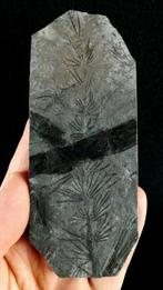 Fossiele plant met uitzonderlijke conservering!! - Cola de, Verzamelen