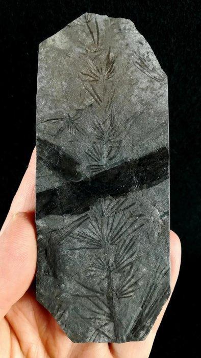 Fossiele plant met uitzonderlijke conservering!! - Cola de, Verzamelen, Mineralen en Fossielen