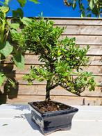 ilex bonsai (japanse hulst) - Hoogte (boom): 30 cm - Diepte, Antiek en Kunst