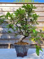 Azalea bonsai (Rhododendron) - Hoogte (boom): 30 cm - Diepte