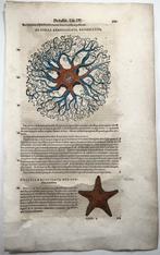 Conrad Gesner [Konrad Gessner] 1516-1565: Fishbuch: Star, Antiek en Kunst