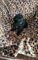 kleine maltipoo pup!  teefje., Parvo, 8 tot 15 weken, Meerdere, Nederland