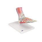 Anatomie model voet met ligamenten en spieren, Nieuw