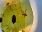 Amber - Barnsteen - Spider+Beetle, Burmese Amber, Insect